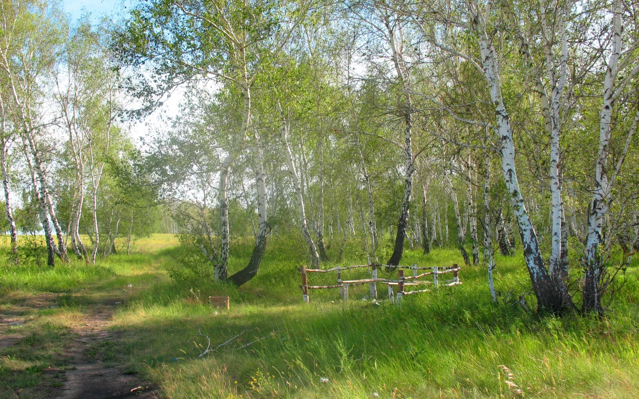лето, полдень, лес, лесник, заказник, константиновка, брещук