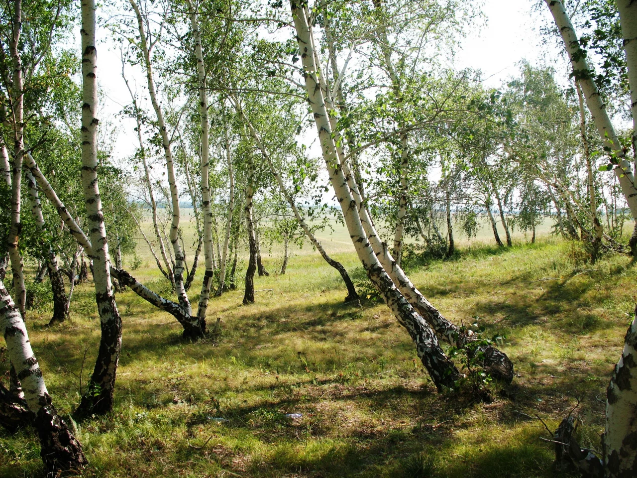 береза, лес, лето, сопка, пляшущий, зеленый, кокшетау, обои, картинка