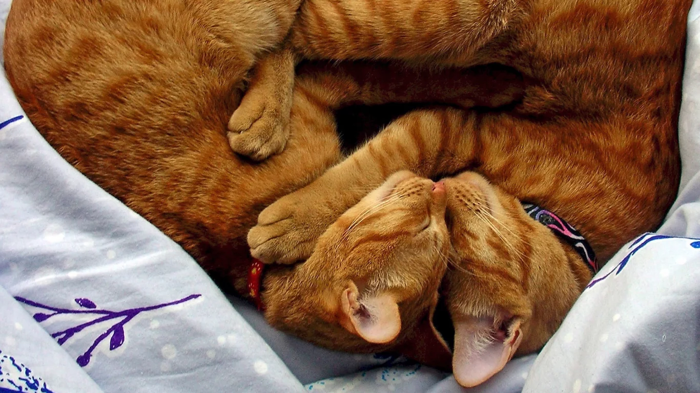 кошки, обнимаются, две