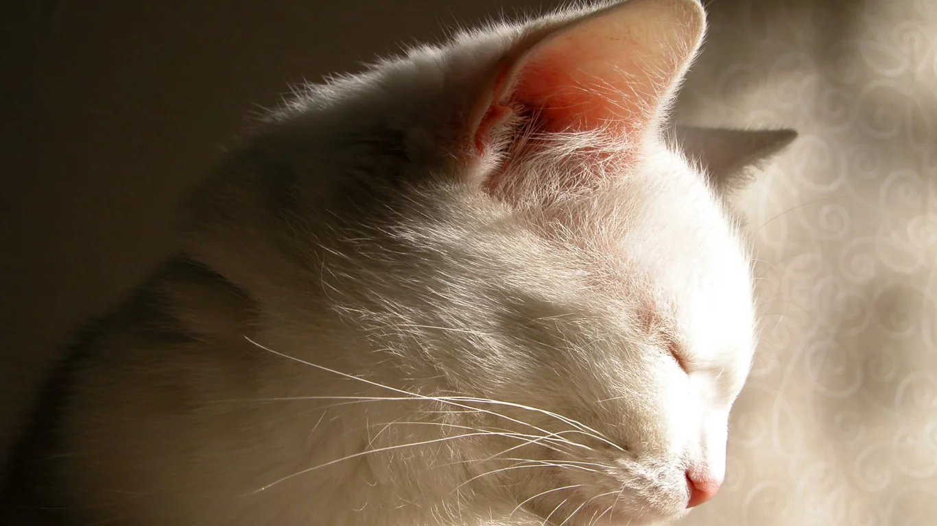 тень, белая, кошка, cat, кот