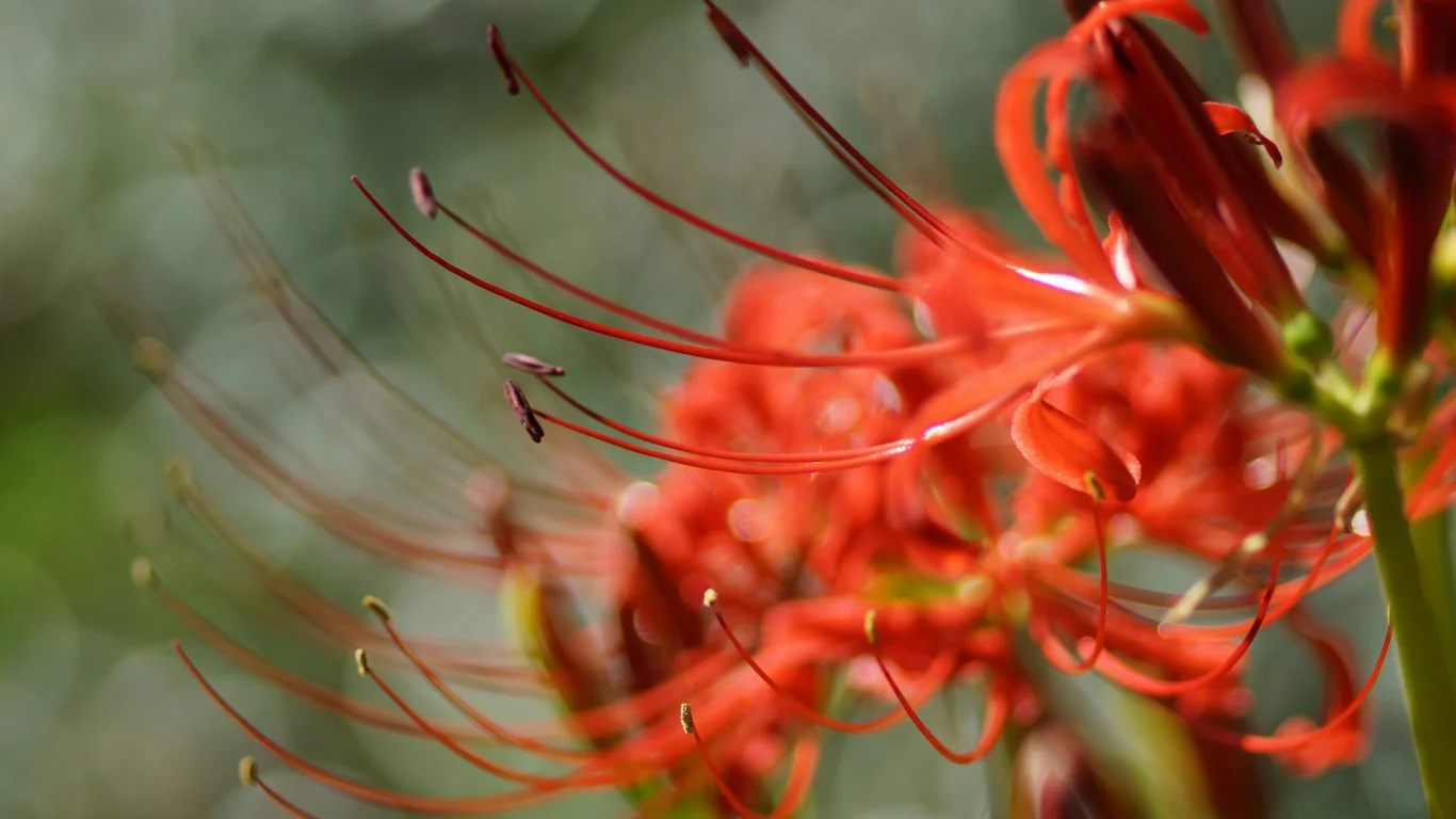 lycoris, radiata, цветок, красный, макро