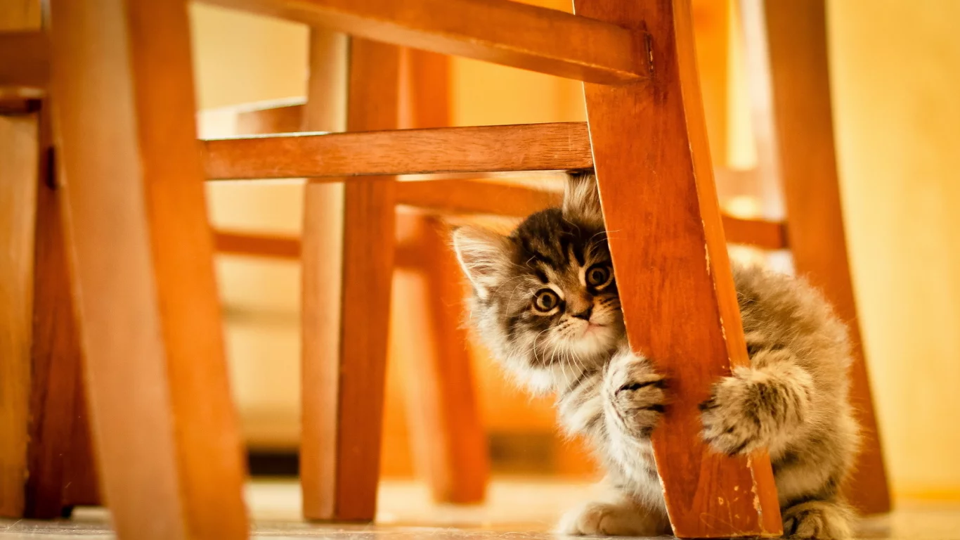 кошка, фон, стул
