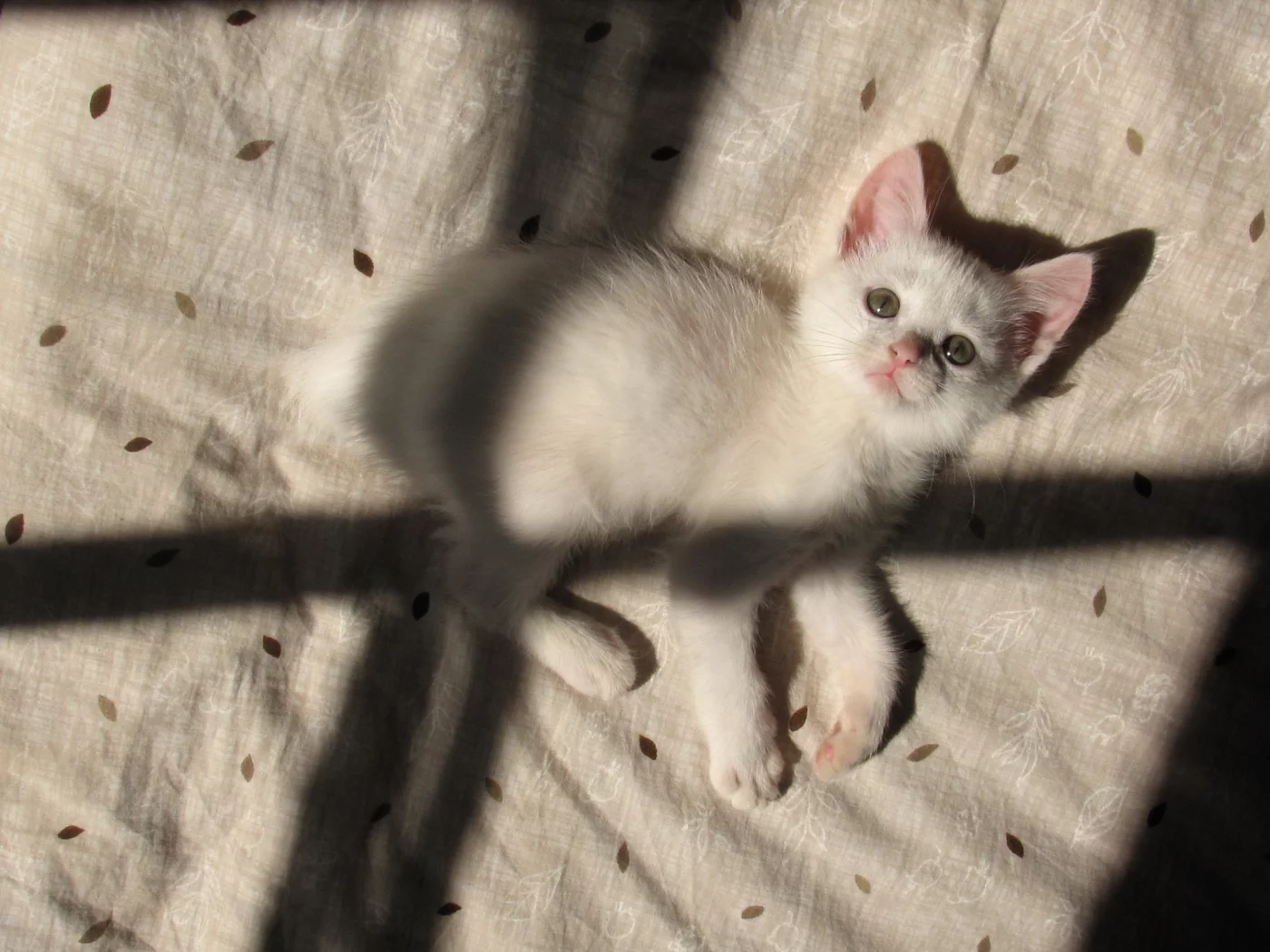 кошка, тень, дом
