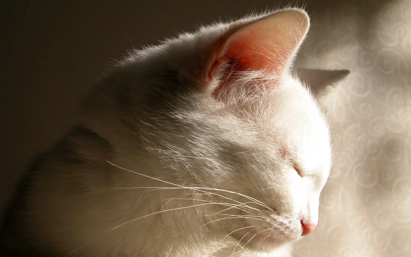 тень, белая, кошка, cat, кот
