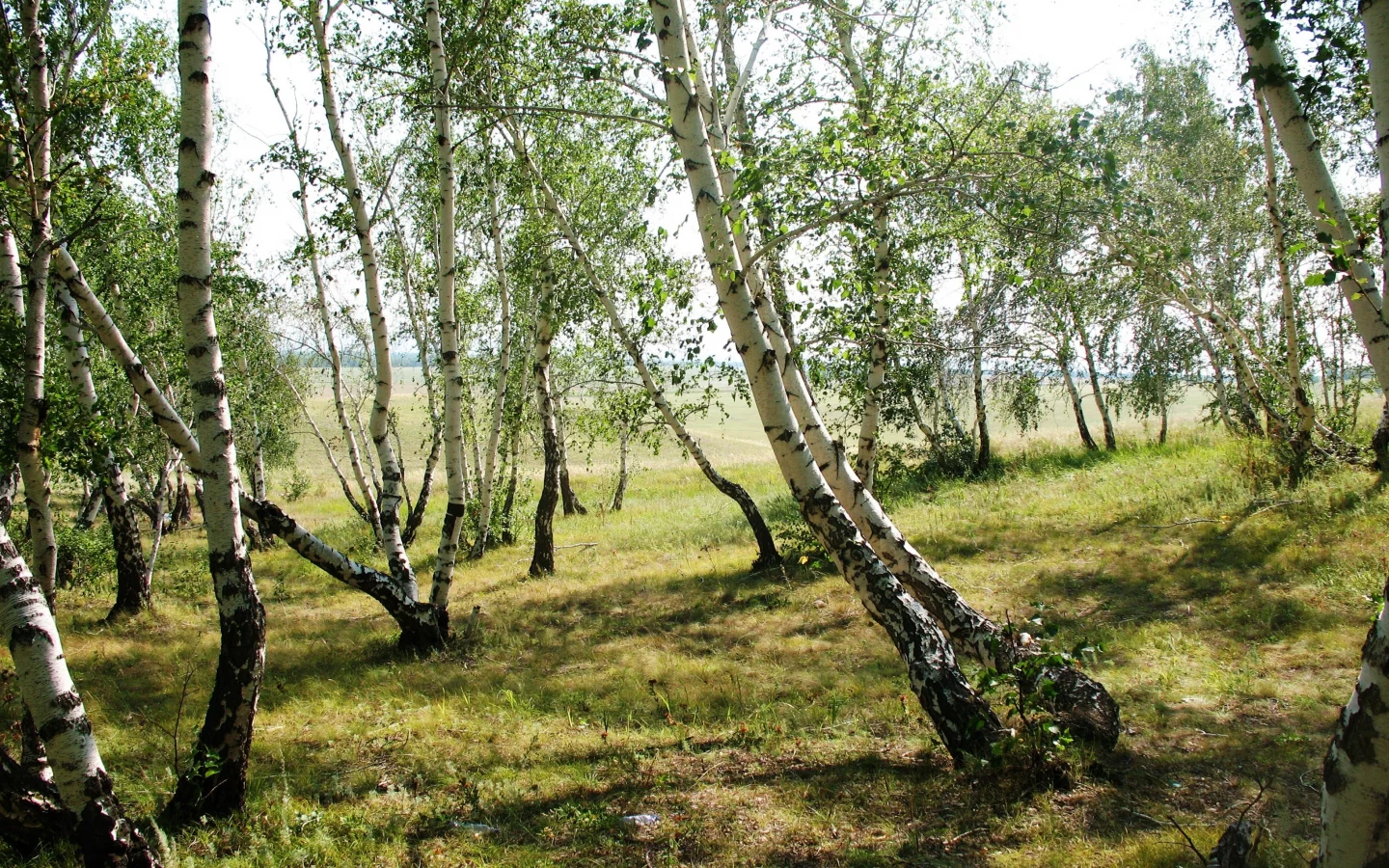 береза, лес, лето, сопка, пляшущий, зеленый, кокшетау, обои, картинка