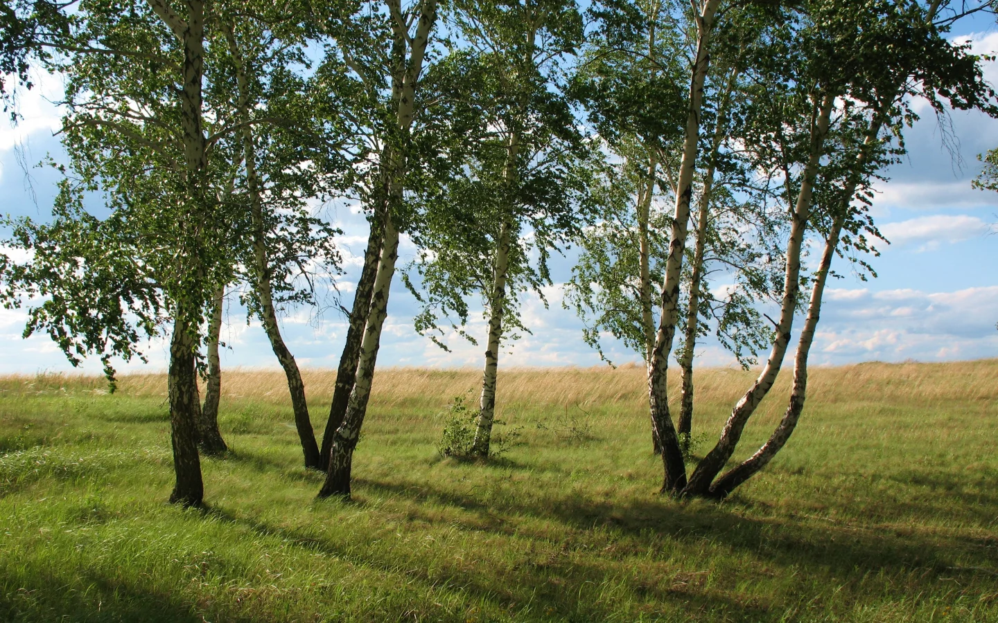 лето, акмола, природа, колка, береза, кокшетау, зеленый, каракалпак