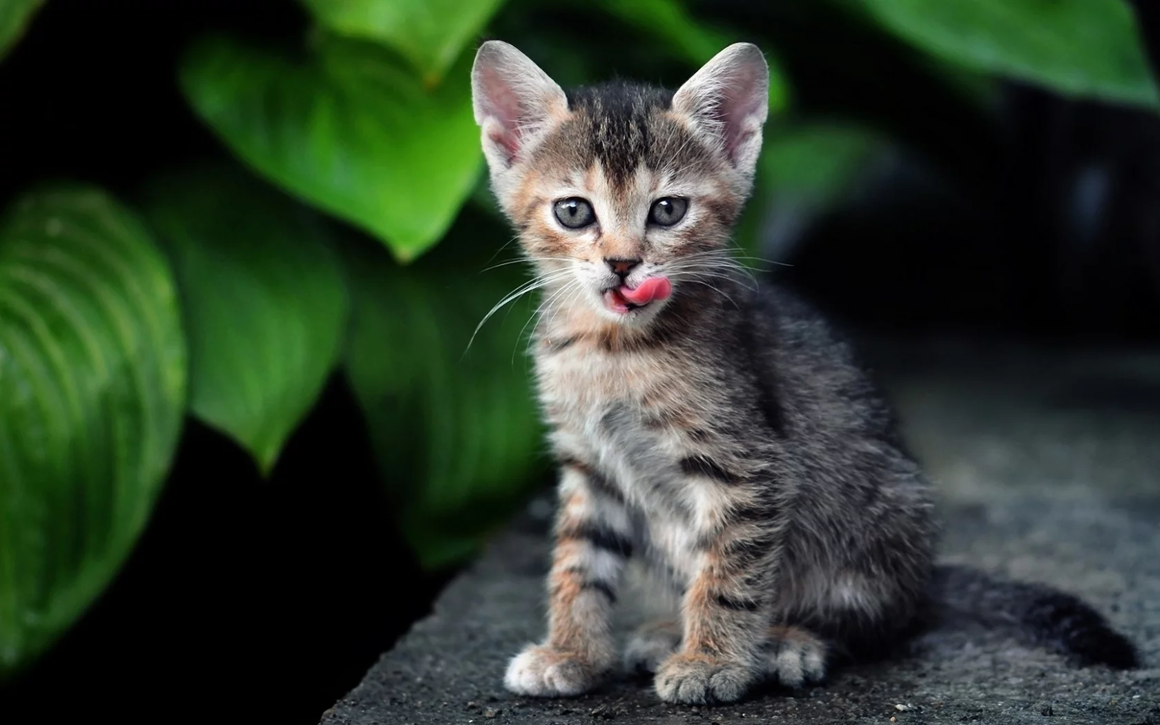 листья, полосатый, кот, кошка, котенок
