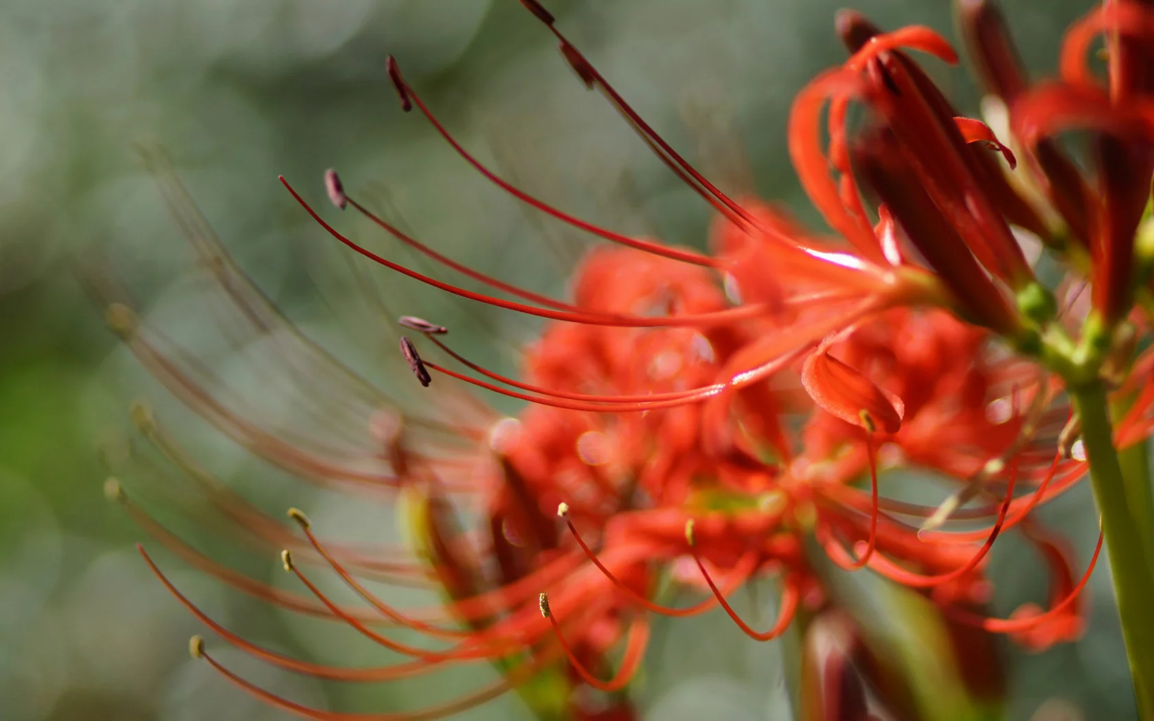 lycoris, radiata, цветок, красный, макро