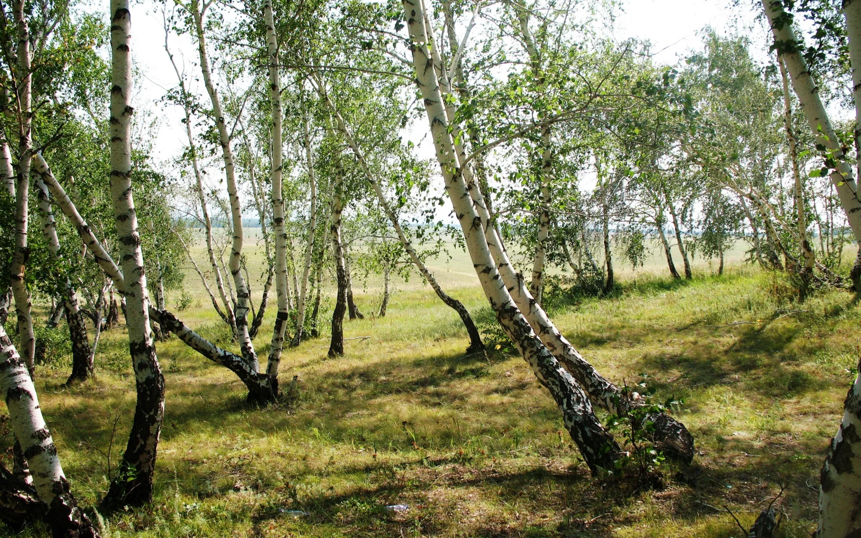береза, лес, лето, сопка, пляшущий, зеленый, кокшетау, обои, картинка