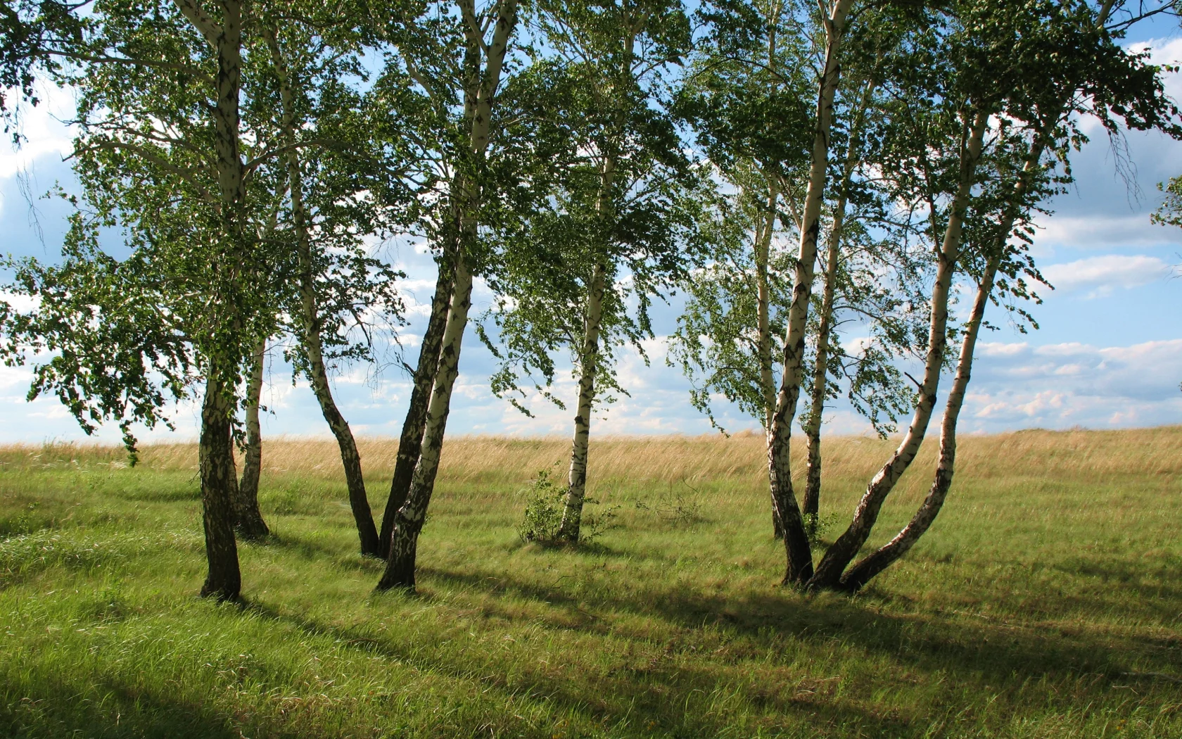 лето, акмола, природа, колка, береза, кокшетау, зеленый, каракалпак
