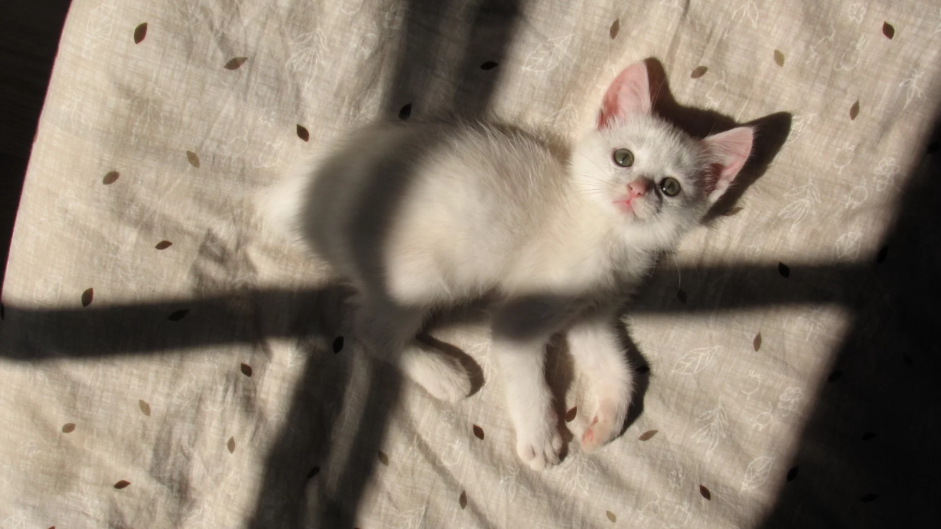 кошка, тень, дом