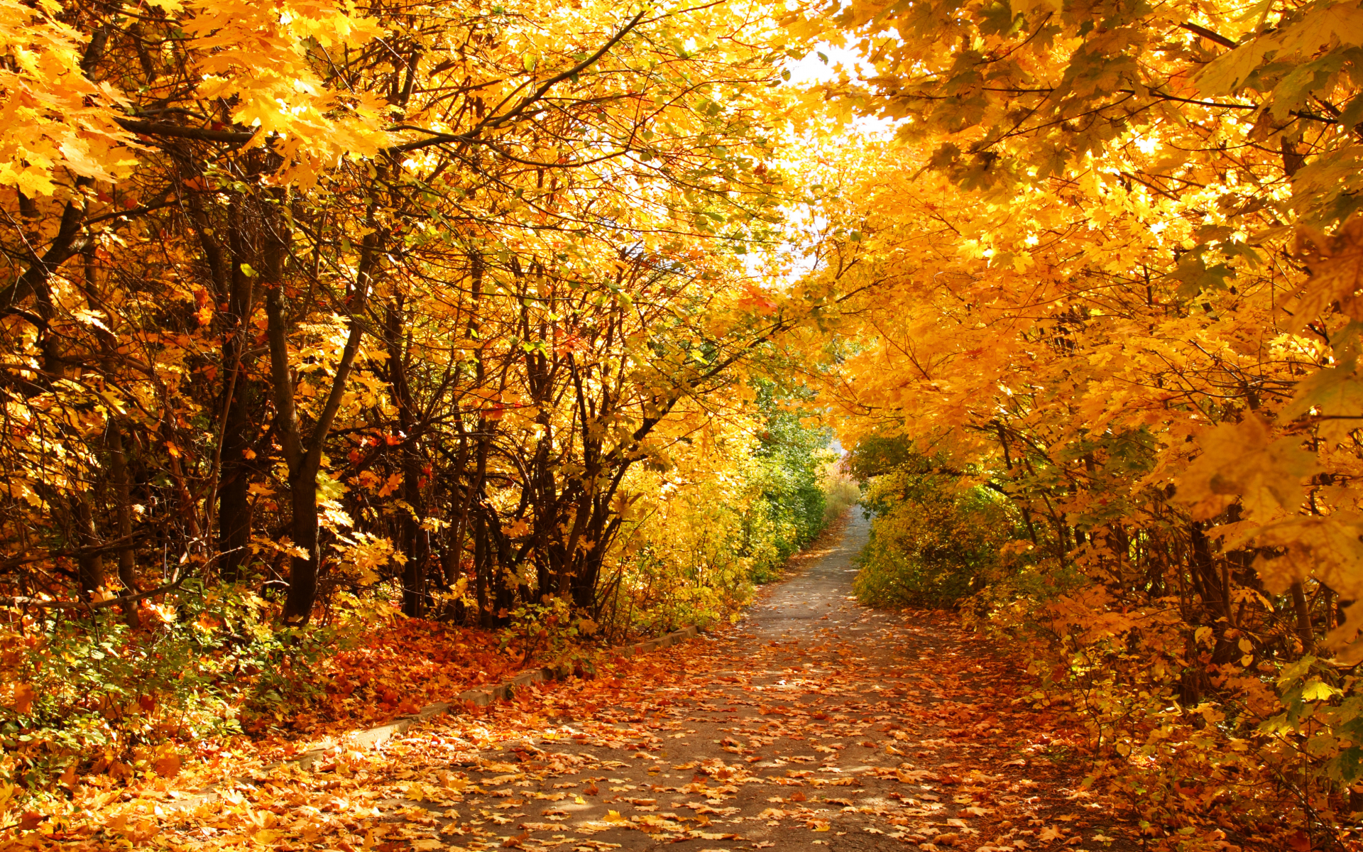 красивые картинки на тему золотая осень