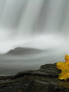 лист, природа, вода