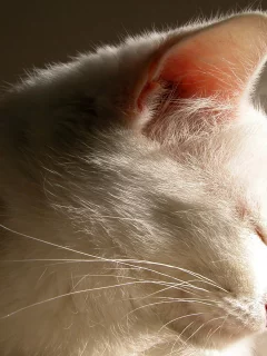 тень, белая, кошка, cat, кот
