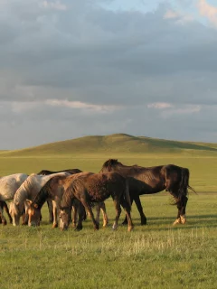 лошадь, конь, табун, степь, алатау, казахстан, алматы, чарын, аксу, кобыла