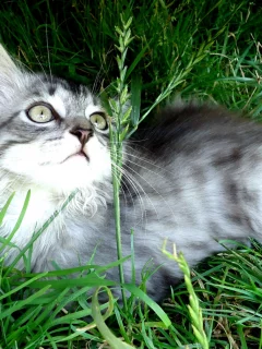 лежит, котенок, зелень, трава, серый