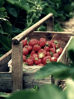 клубника, природа, земляника, ящик