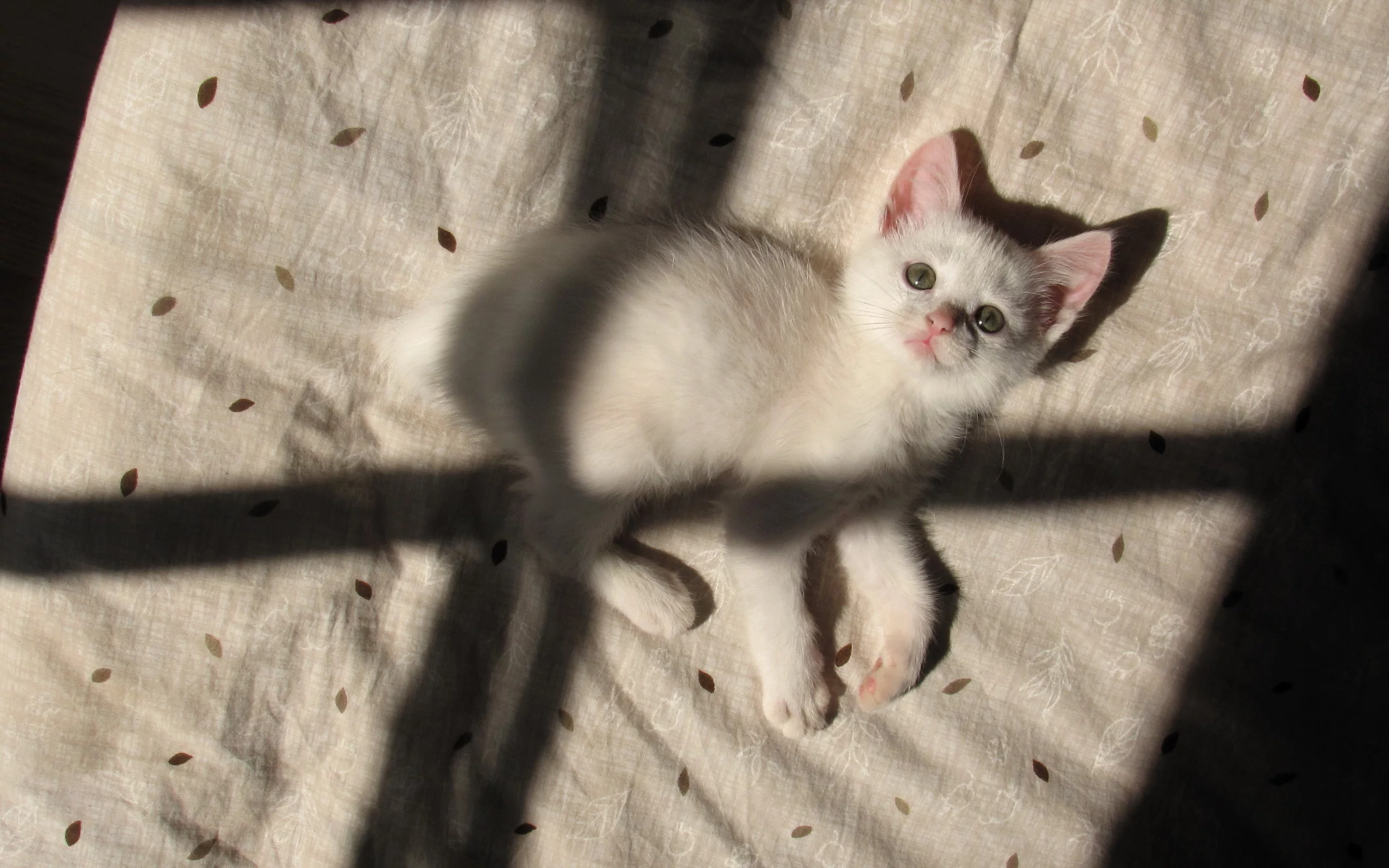 кошка, тень, дом