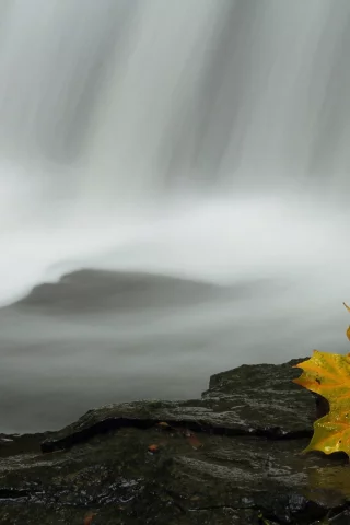 лист, природа, вода