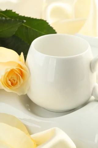 чашка, цветы, бутон, роза, цветок, шелк