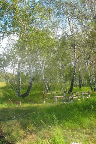 лето, полдень, лес, лесник, заказник, константиновка, брещук