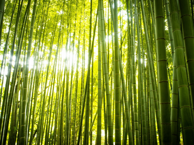 бамбук, природа, лес