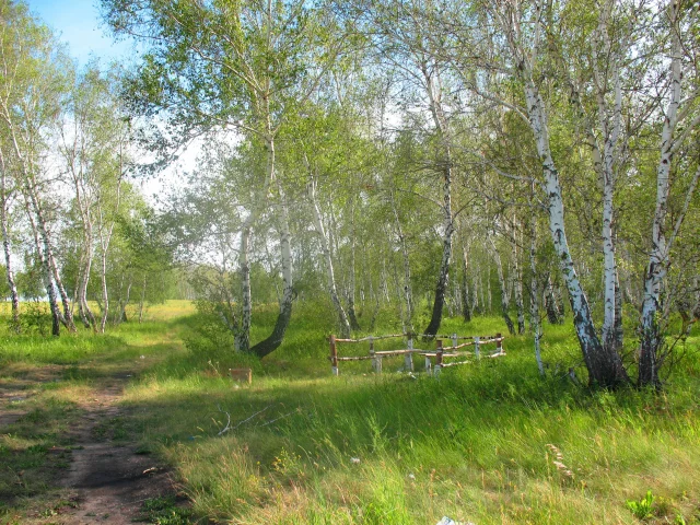 лето, полдень, лес, лесник, заказник, константиновка, брещук