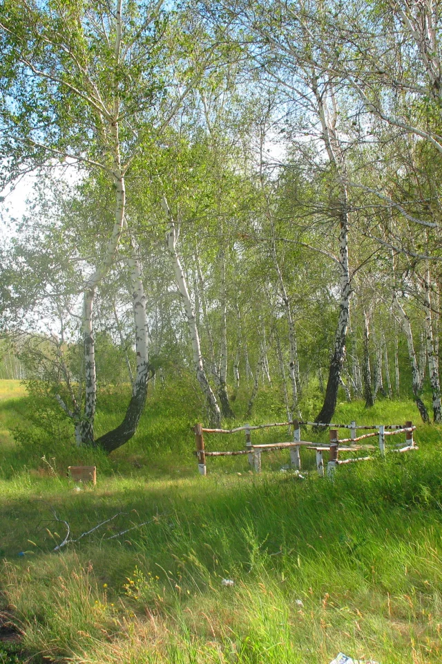 лето, полдень, лес, лесник, заказник, константиновка, брещук