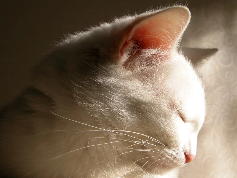 тень, белая, кошка, cat, кот