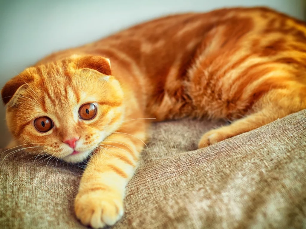 увлеченный взгляд, рыжий, котенок
