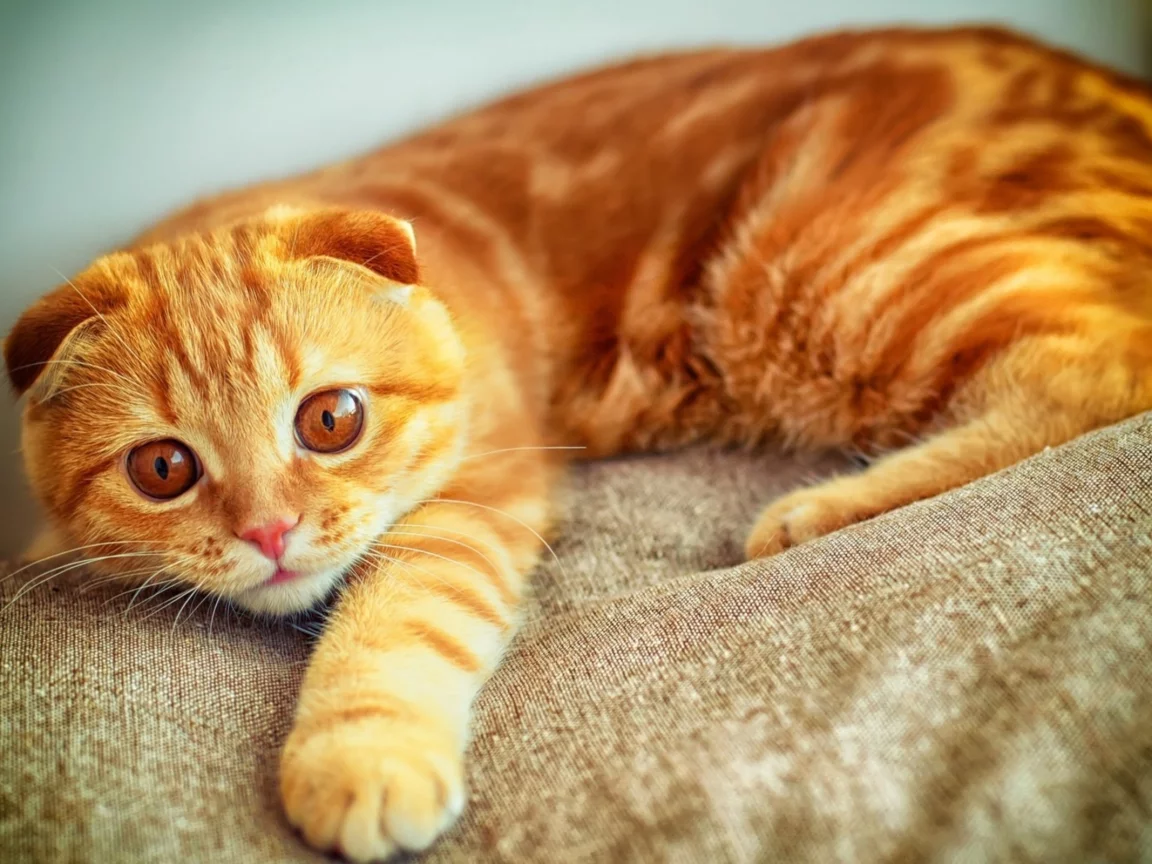 увлеченный взгляд, рыжий, котенок