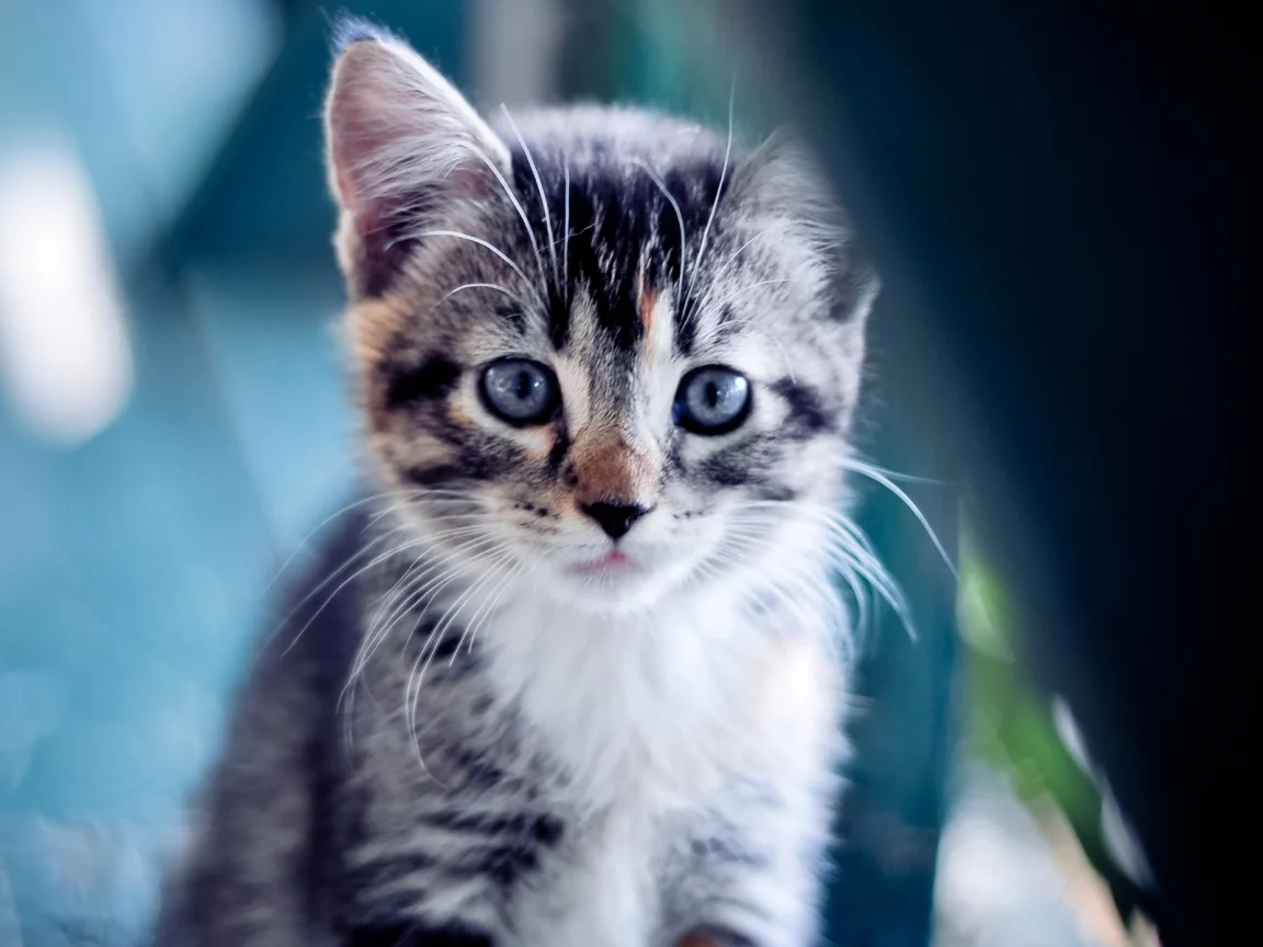 взгляд, котенок, голубой, кошки, кошка