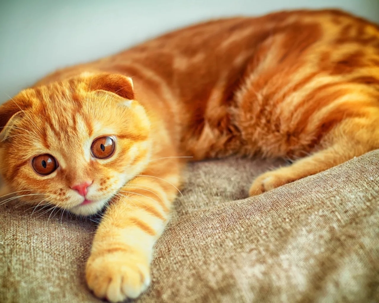 увлеченный взгляд, рыжий, котенок