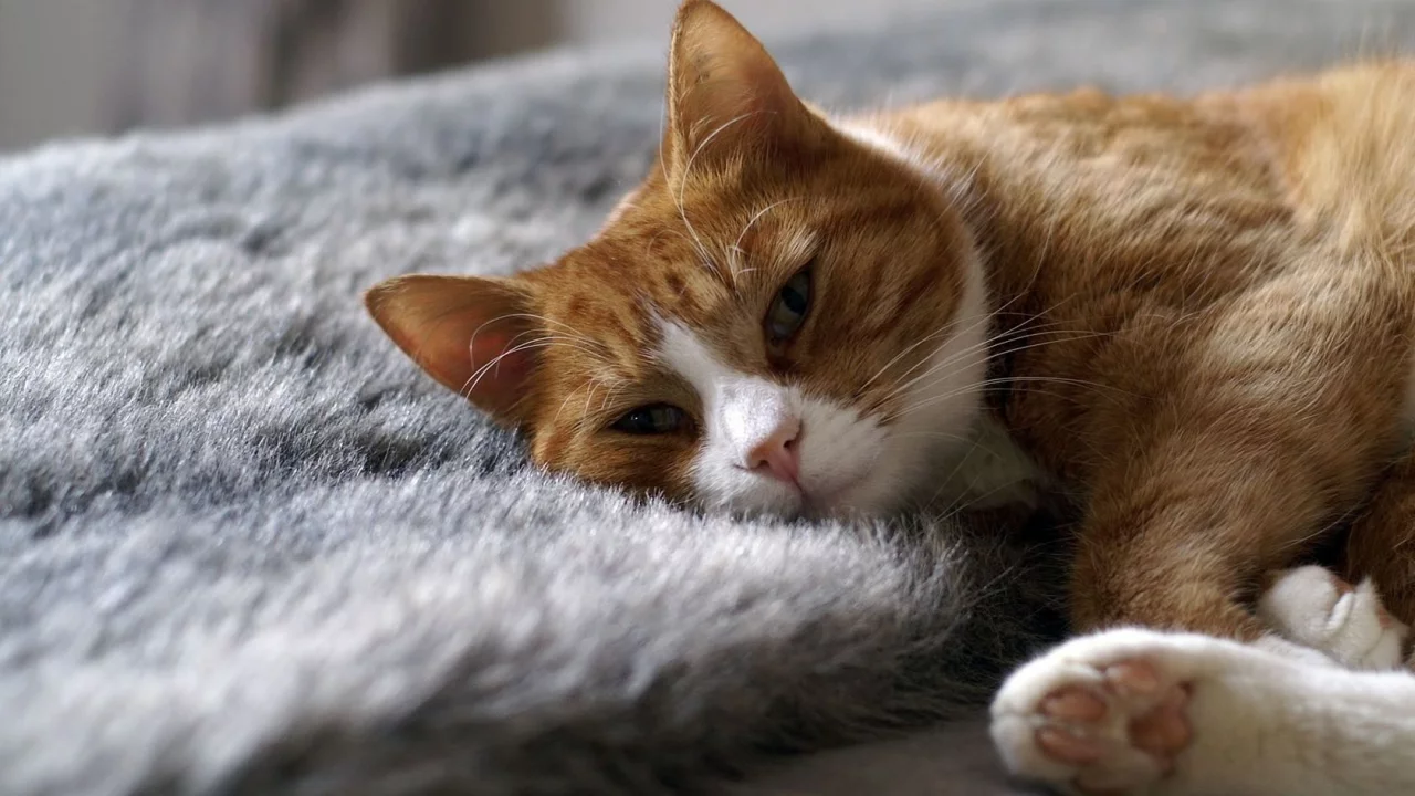 мягко, кошка, лежит, белый, кот, рыжий