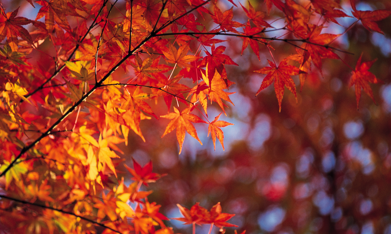 листья, осень, ветка, яркость