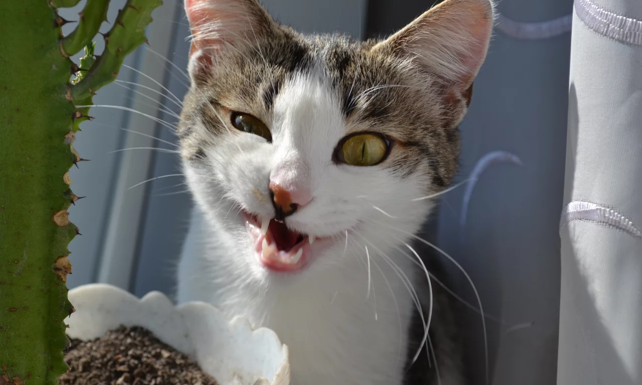 кот, кошка