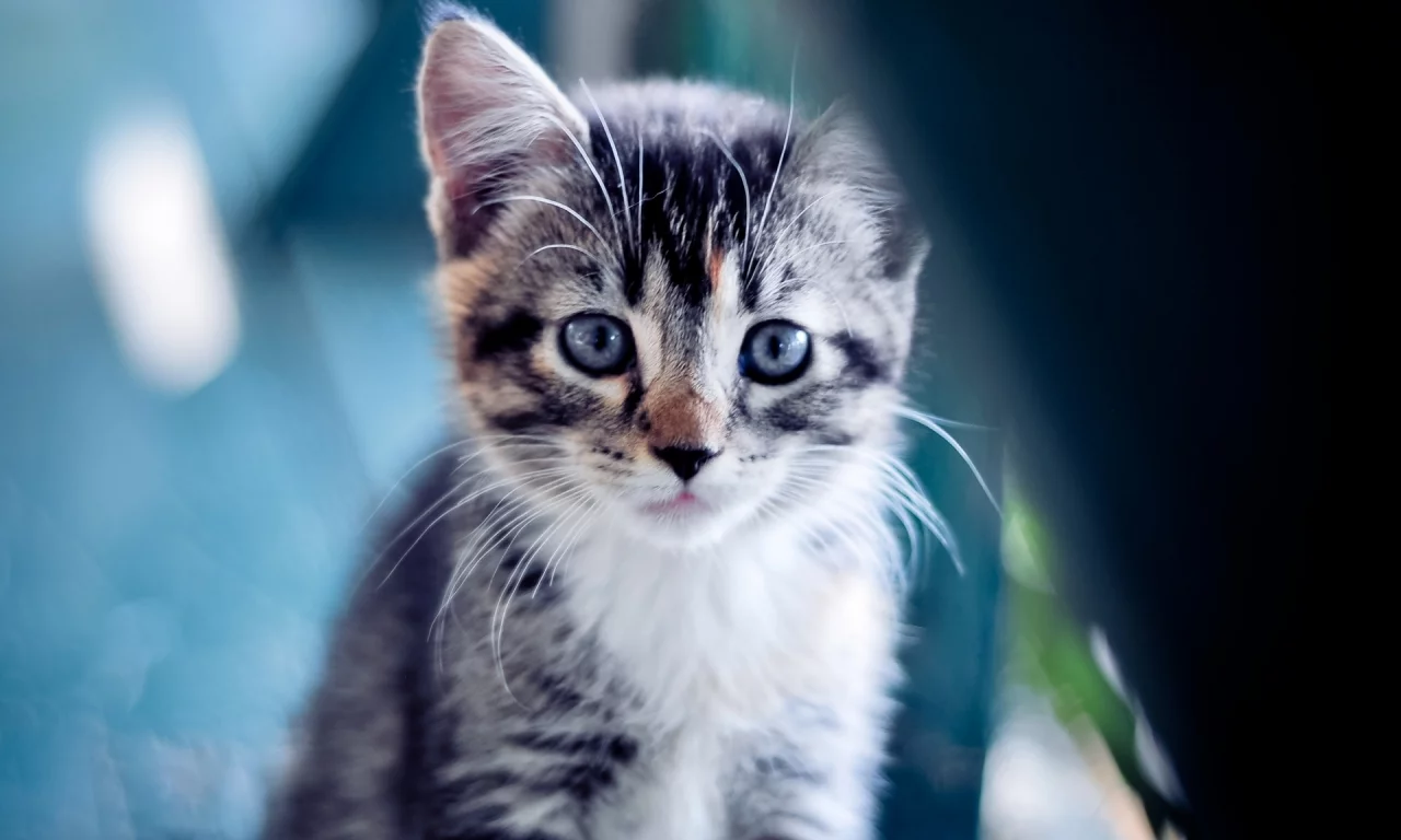 взгляд, котенок, голубой, кошки, кошка