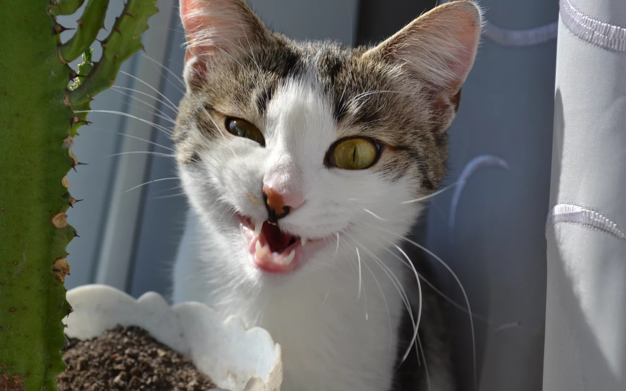 кот, кошка