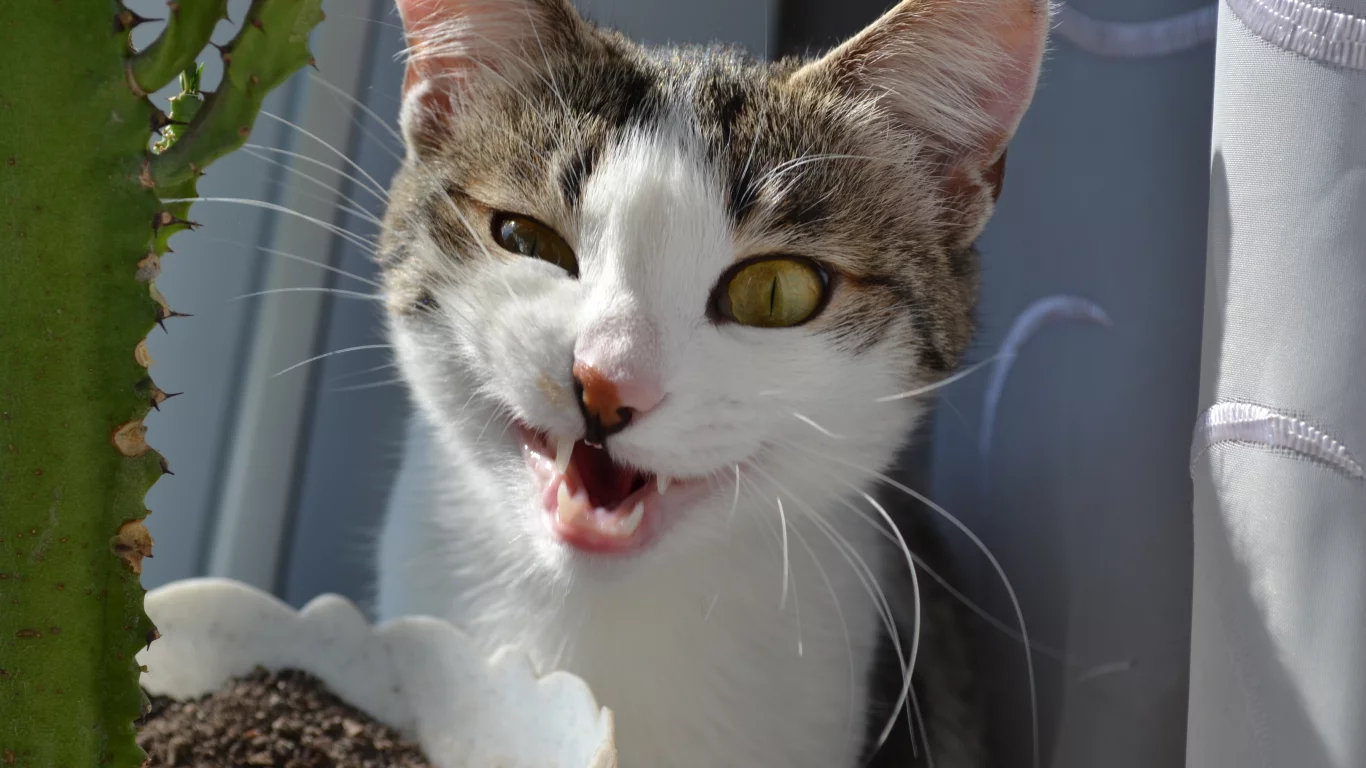 кот, кошка