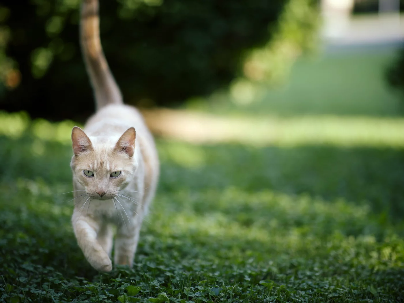 фон, кошка, трава