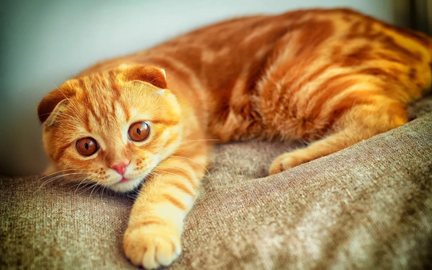 увлеченный взгляд, рыжий, котенок