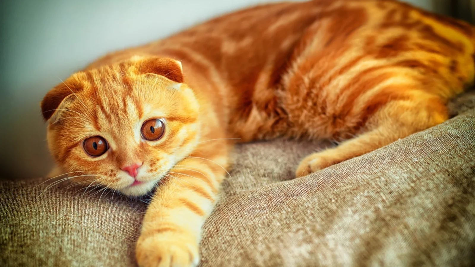 увлеченный взгляд, рыжий, котенок