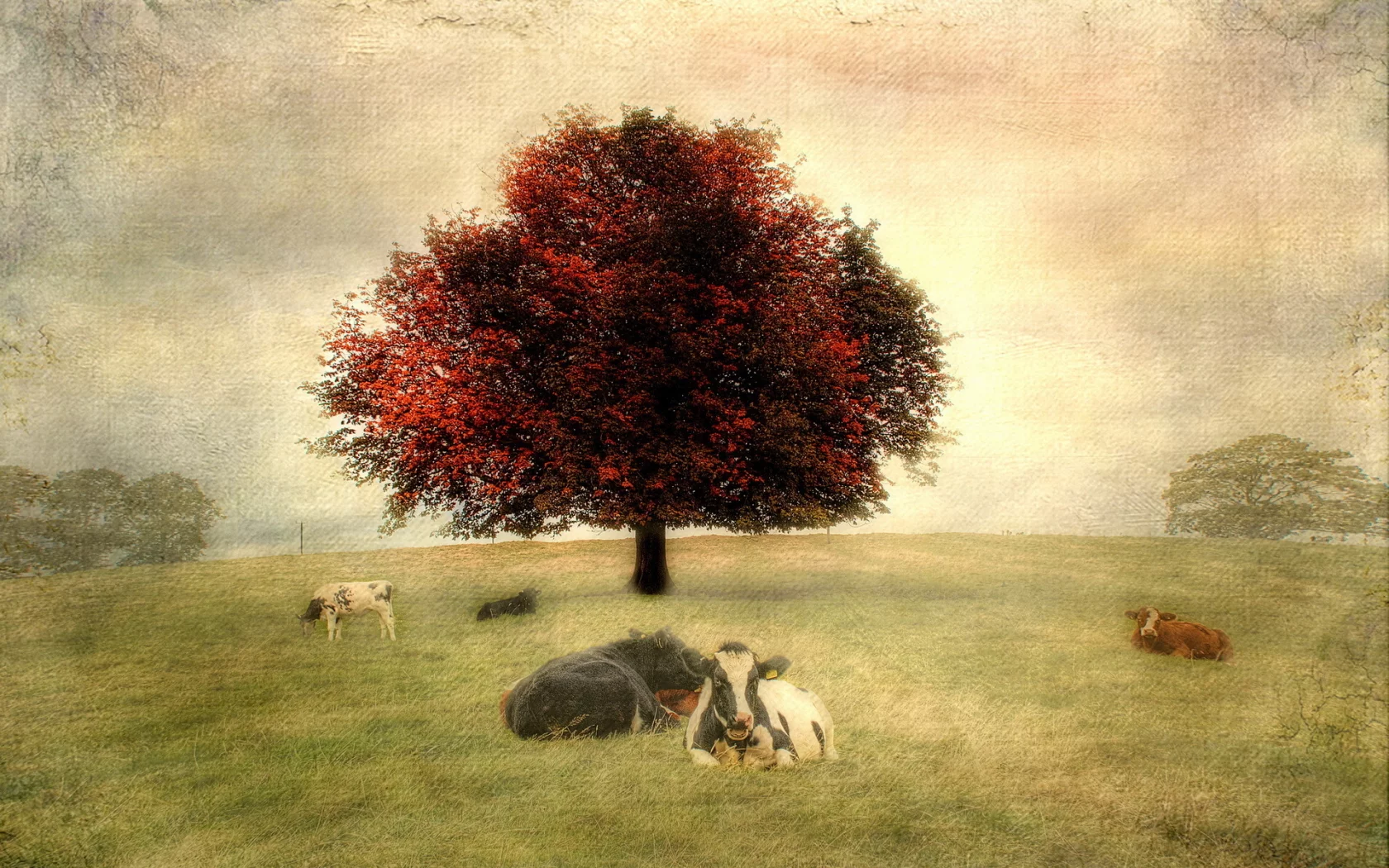 стиль, коровы, пейзаж, фон