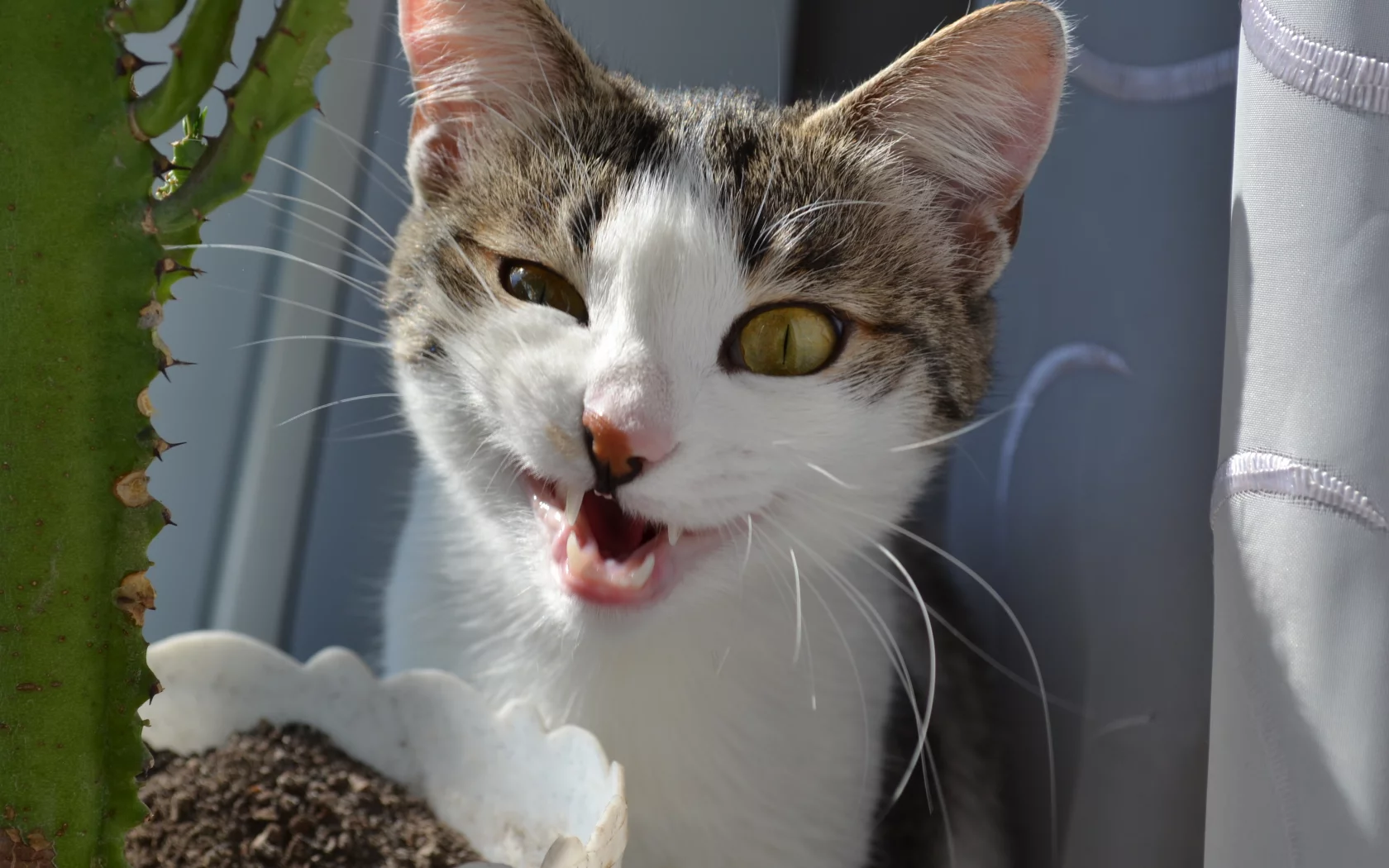 кот, кошка