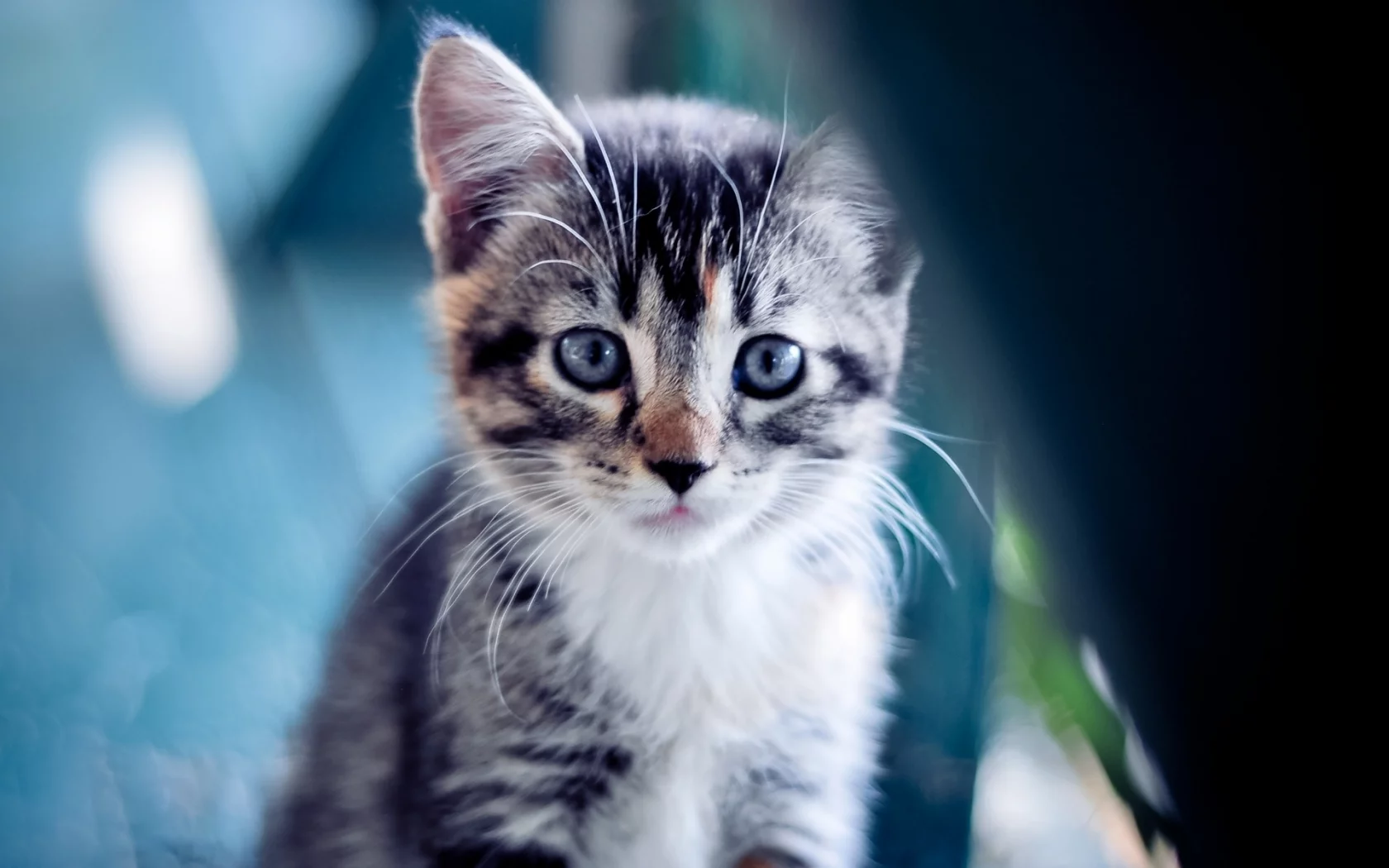 взгляд, котенок, голубой, кошки, кошка