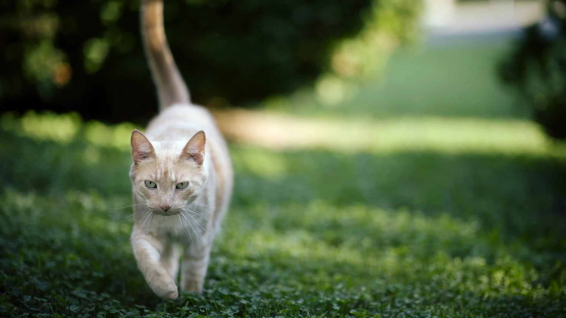 фон, кошка, трава