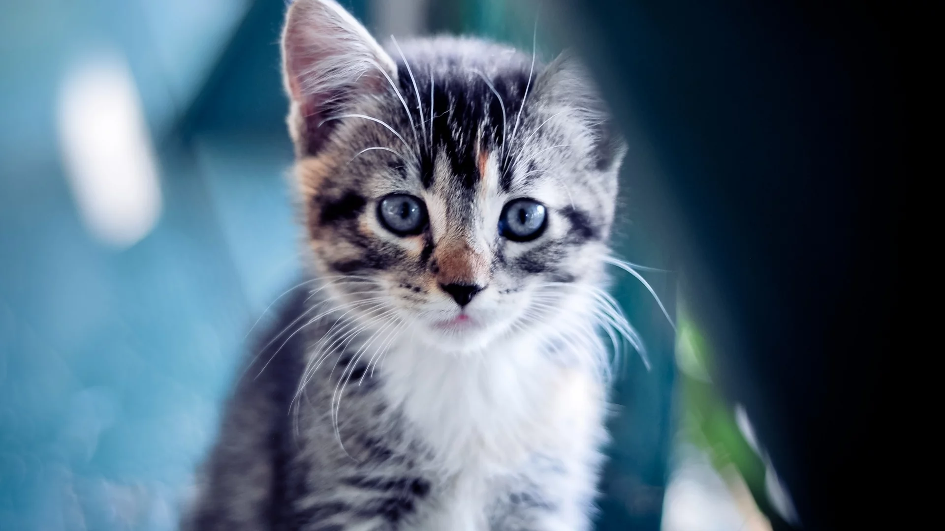 взгляд, котенок, голубой, кошки, кошка