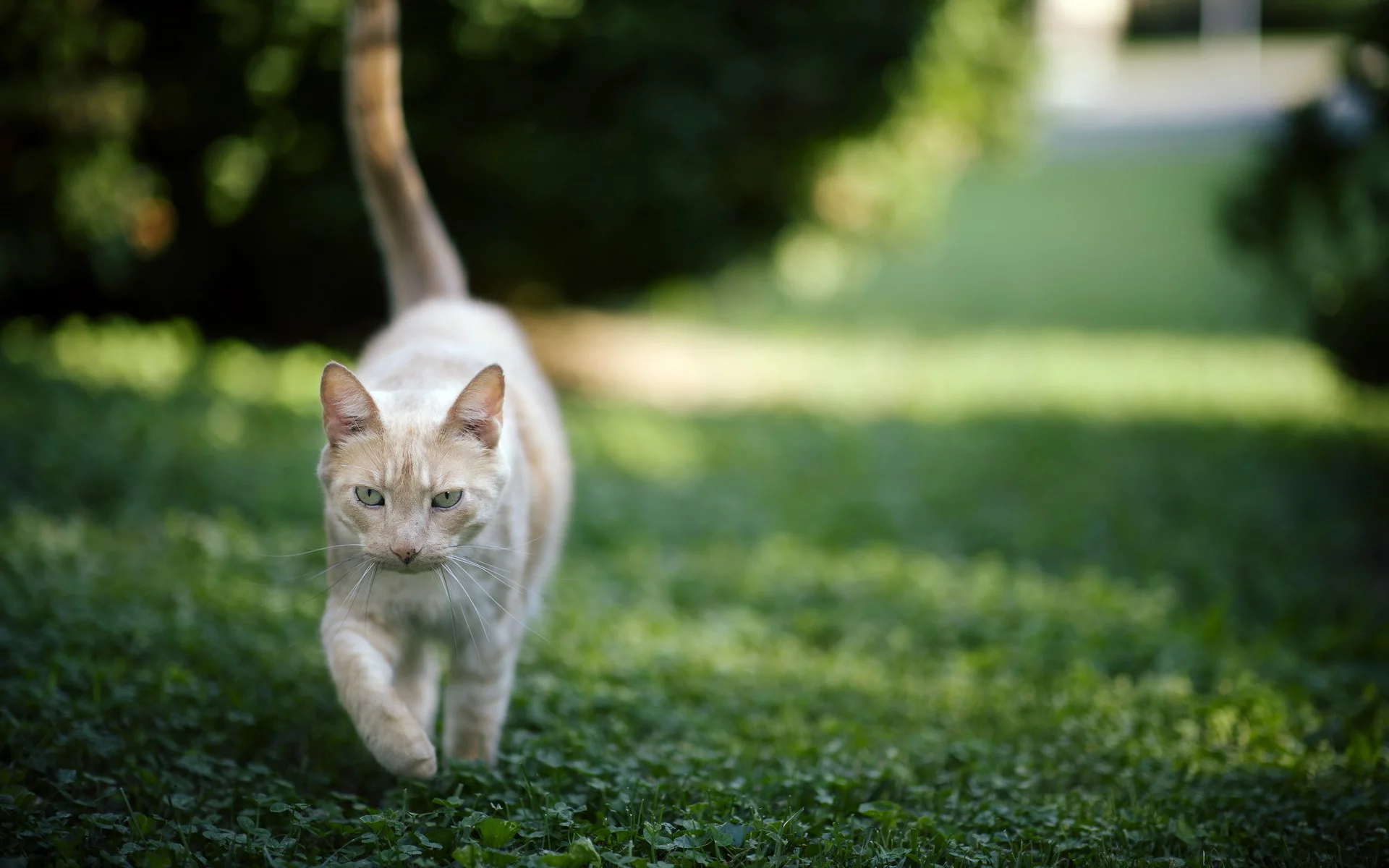 фон, кошка, трава