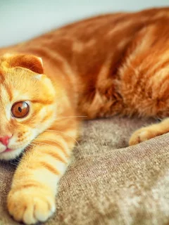 увлеченный взгляд, рыжий, котенок