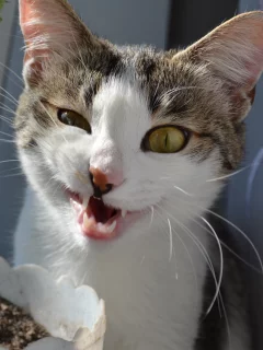 кот, кошка